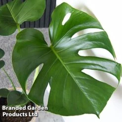 Monstera Deliciosa (House Plant) -Fresh Planty Shop MONS DELICIOSA T43812