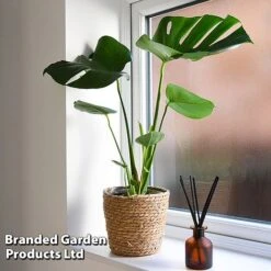 Monstera Deliciosa (House Plant) -Fresh Planty Shop MONS DELICIOSA T43814