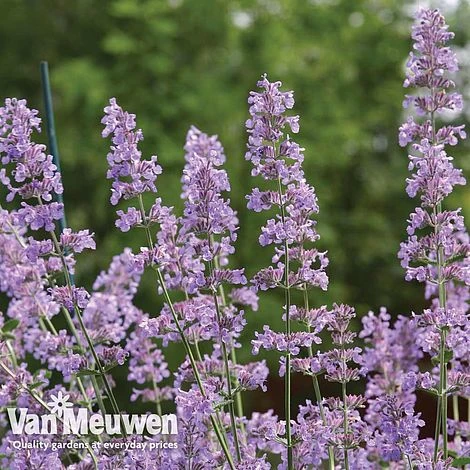 Nepeta 'Six Hills Giant' 2 Nepeta 'Six Hills Giant' - Image 2