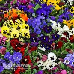 Pansy 'Universal Mixed' F1 Hybrid -Fresh Planty Shop PANS 68090 B