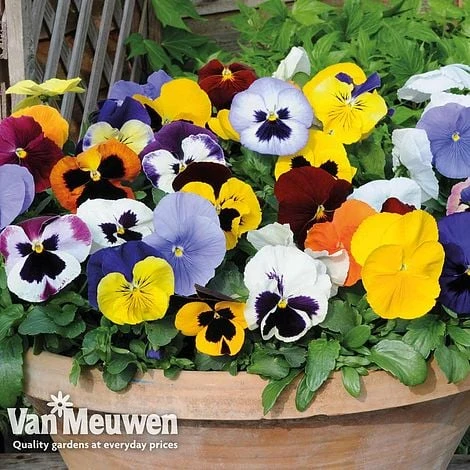 Pansy 'Summertime Mix' (Garden Ready) 1 Pansy 'Summertime Mix' (Garden Ready)