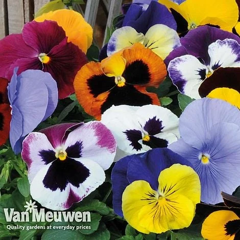 Pansy 'Summertime Mix' (Garden Ready) 2 Pansy 'Summertime Mix' (Garden Ready) - Image 2