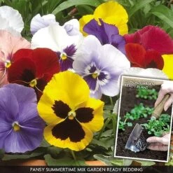 Pansy 'Summertime Mix' (Garden Ready) 9 Pansy 'Summertime Mix' (Garden Ready) -Fresh Planty Shop PANS V70658 A h
