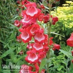 Penstemon 'Ice Cream Collection' -Fresh Planty Shop PENS V18183 A1