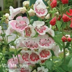 Penstemon 'Ice Cream Collection' -Fresh Planty Shop PENS V18184 A1