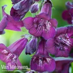 Penstemon 'Ice Cream Collection' -Fresh Planty Shop PENS V48835 A1
