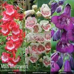 Penstemon 'Ice Cream Collection' -Fresh Planty Shop PENS V48836 A