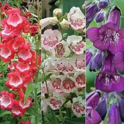 Penstemon 'Ice Cream Collection' -Fresh Planty Shop PENS V48836 NOW1