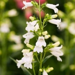 Penstemon 'Pensham Wedding Day'