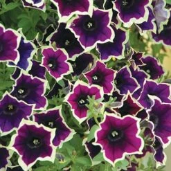 Petunia 'Cascadia Rim Magenta'