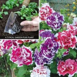 Petunia 'Orchid-Flowered Mixed' F1 Hybrid Success Kit 5 Petunia 'Orchid-Flowered Mixed' F1 Hybrid Success Kit -Fresh Planty Shop PETU V59905 A1