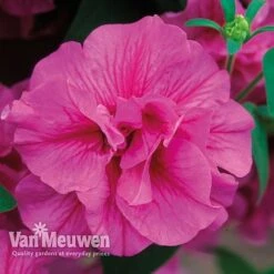 Petunia 'Frills & Spills™ Mixed' -Fresh Planty Shop PETU VKA1199 F
