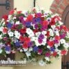Petunia 'Surfinia' Pre-Planted Basket