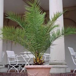 Phoenix Palm