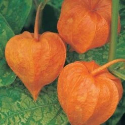 Physalis Alkekengi Var. Franchetii
