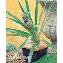 Pineapple Plant 13 Pineapple Plant -Fresh Planty Shop PINE V80761 A h