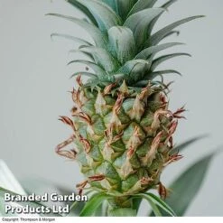 Pineapple Plant 10 Pineapple Plant -Fresh Planty Shop PINE PINEAPPLE KB1980 A
