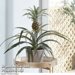 Pineapple Plant 9 Pineapple Plant -Fresh Planty Shop PINE PINEAPPLE KB1980 B