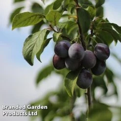 Plum Black Amber (Mini Fruit Tree) -Fresh Planty Shop PLUM T10632 C