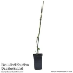 Plum Black Amber (Mini Fruit Tree) -Fresh Planty Shop PLUM T10632 E