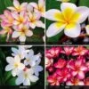 Plumeria Collection