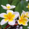 Plumeria 'Yellow'