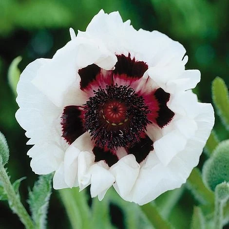Poppy 'Royal Wedding' 1 Poppy 'Royal Wedding'