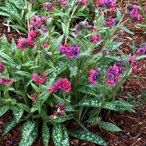 Pulmonaria 'Raspberry Splash' 1 Pulmonaria 'Raspberry Splash'