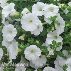Petunia 'Surfinia' Pre-Planted Basket -Fresh Planty Shop Petunia Surfinia White TMHF 8