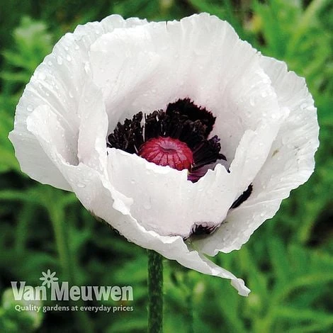 Poppy 'Royal Wedding' 2 Poppy 'Royal Wedding' - Image 2