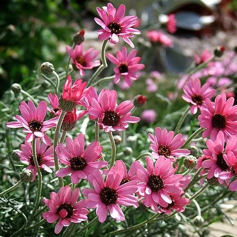 Rhodanthemum 'Pretty In Pink' 1 Rhodanthemum 'Pretty In Pink'