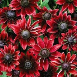 Rudbeckia Hirta 'Cherry Brandy'