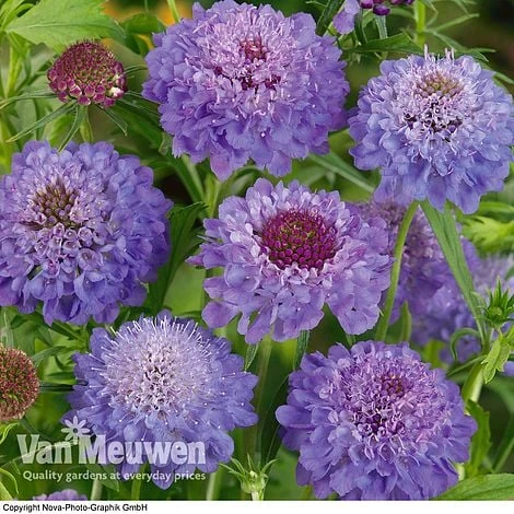 Scabious 'Blue Note' 2 Scabious 'Blue Note' - Image 2