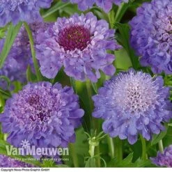 Scabious 'Blue Note' 6 Scabious 'Blue Note' -Fresh Planty Shop SCAB V11581 B1