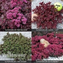 Sedum 'Sunsparkler' Collection