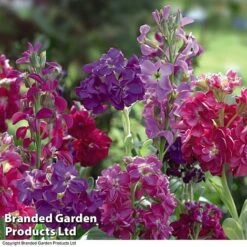 Fresh Planty Shop -Fresh Planty Shop STOC P6106 B