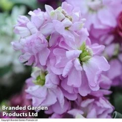 Stocks 'Most Scented Mix' -Fresh Planty Shop STOC P6106 E