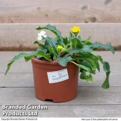 Stocks 'Most Scented Mix' -Fresh Planty Shop STOC P6106 F