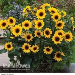 Sunflower SunBelievable⢠'Brown Eyed Girl'