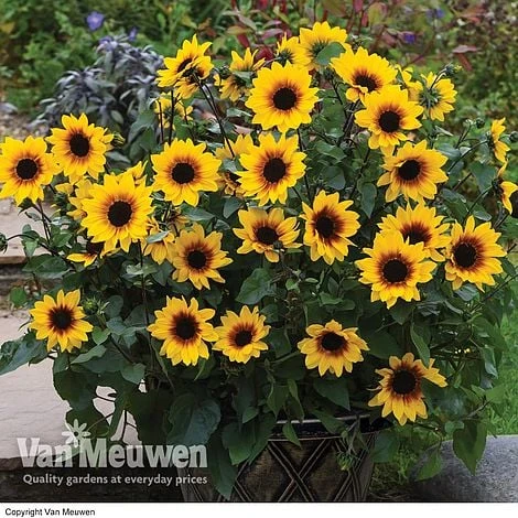 Sunflower SunBelievable™ 'Brown Eyed Girl' 1 Sunflower SunBelievable™ 'Brown Eyed Girl'