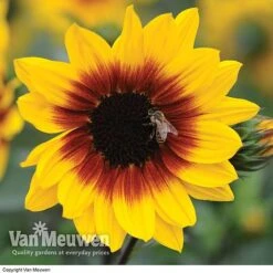 Sunflower SunBelievable™ 'Brown Eyed Girl' 6 Sunflower SunBelievable™ 'Brown Eyed Girl' -Fresh Planty Shop SUNB VKA1036 B