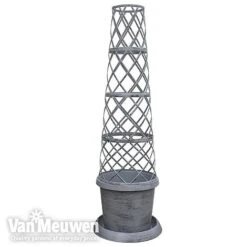 Clematis Montana 'Mayleen' 18 Clematis Montana 'Mayleen' -Fresh Planty Shop TOWER POT1