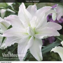 Tree Lily 'Crystal Collection' 6 Tree Lily 'Crystal Collection' -Fresh Planty Shop TREE 70647 C