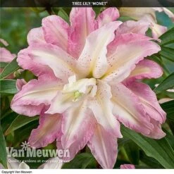 Tree Lily 'Crystal Collection' 7 Tree Lily 'Crystal Collection' -Fresh Planty Shop TREE 70647 D