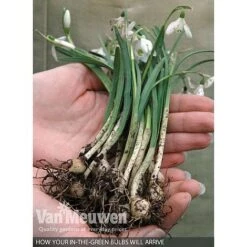 Spring Bulbs In The Green Collection -Fresh Planty Shop V59885 B