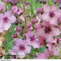Verbascum X Hybrida 'Southern Charm' -Fresh Planty Shop VERB V59782 C