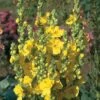 Verbascum Phlomoides 'Banana Custard'
