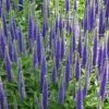 Veronica Spicata 'Royal Candles'