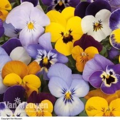 Viola 'Sorbet Mixed' 6 Viola 'Sorbet Mixed' -Fresh Planty Shop VIOL 69674V A h