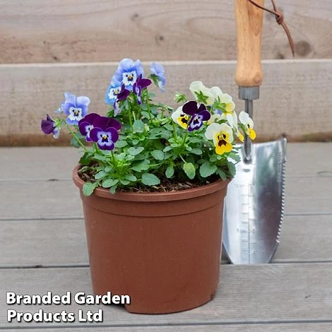 Viola 'Autumn Jewels Mixed' (Garden Ready) 2 Viola 'Autumn Jewels Mixed' (Garden Ready) - Image 2